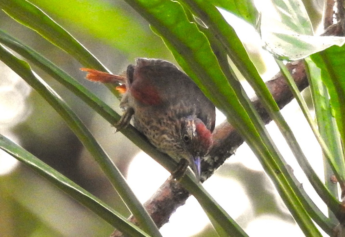 Speckled Spinetail - ML621201259