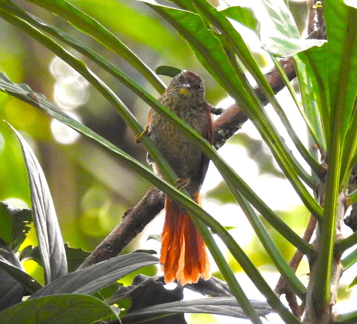 Speckled Spinetail - ML621201260