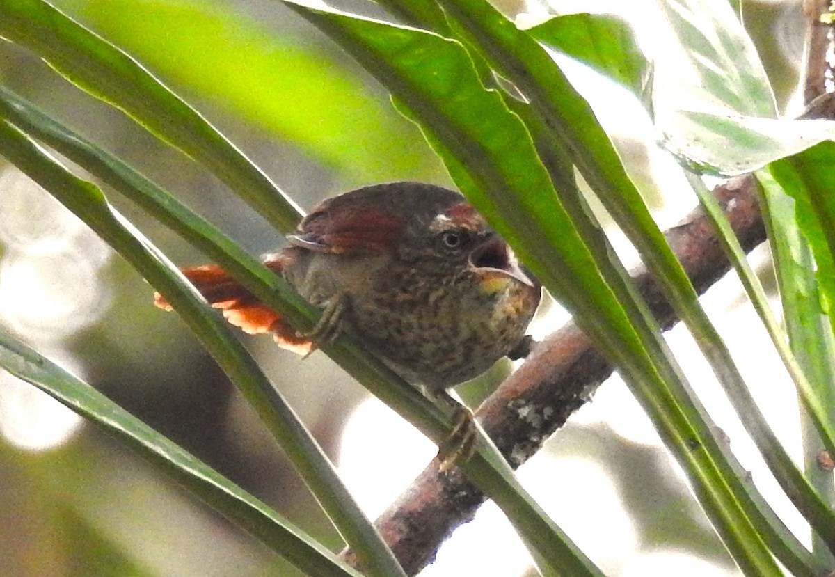 Speckled Spinetail - ML621201261