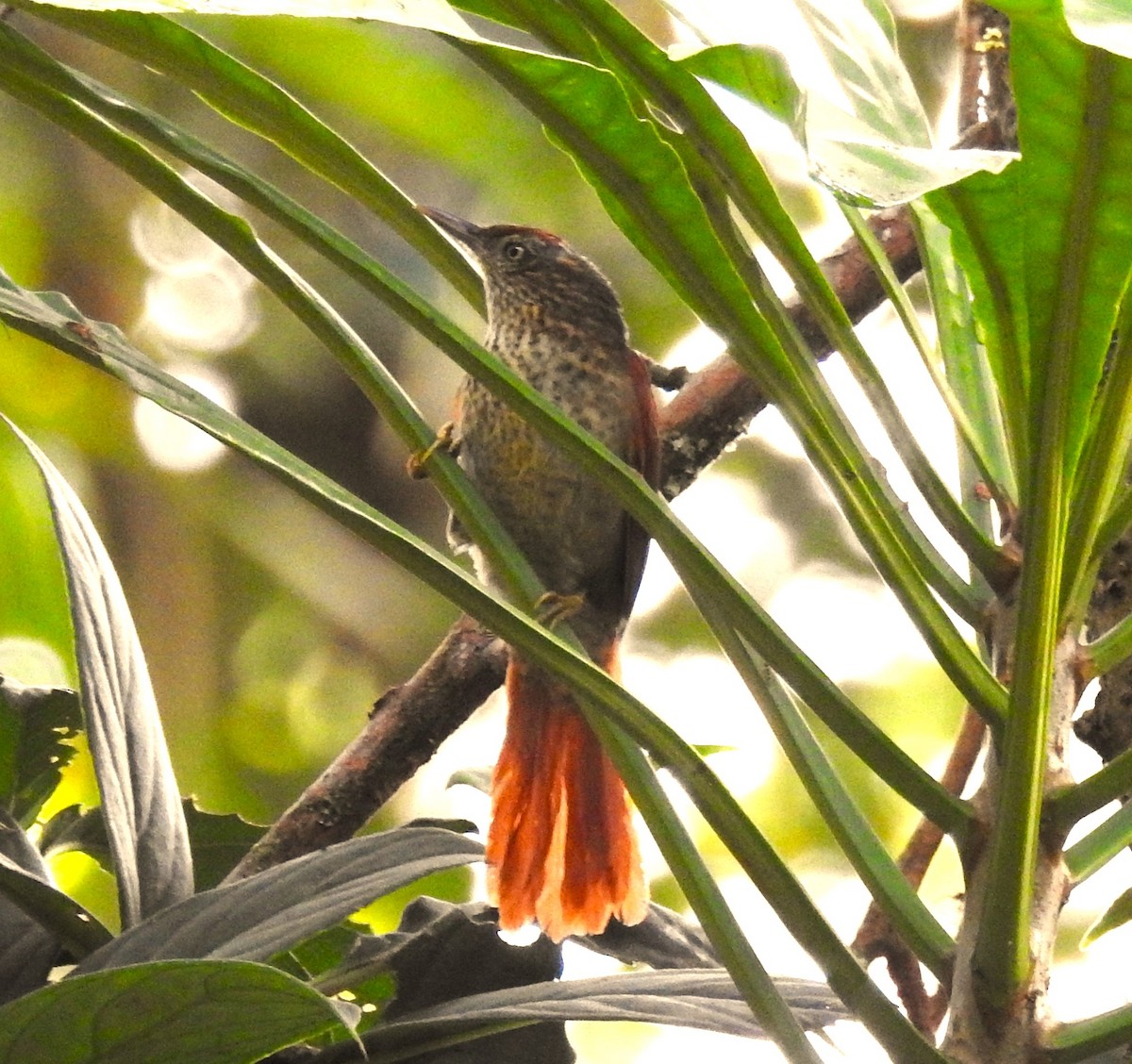 Speckled Spinetail - ML621201262