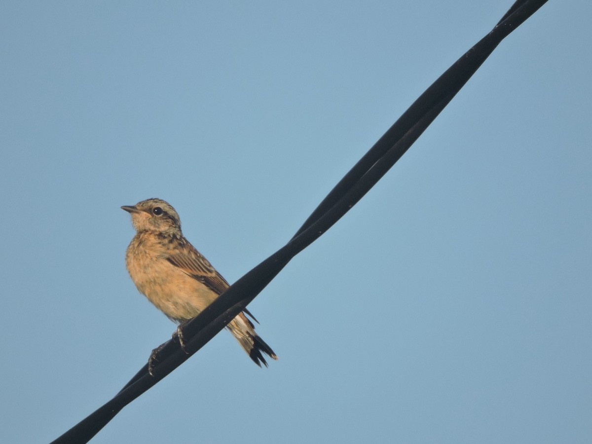 Whinchat - ML621201269