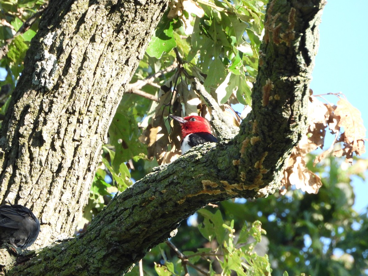 Red-headed Woodpecker - ML621201277