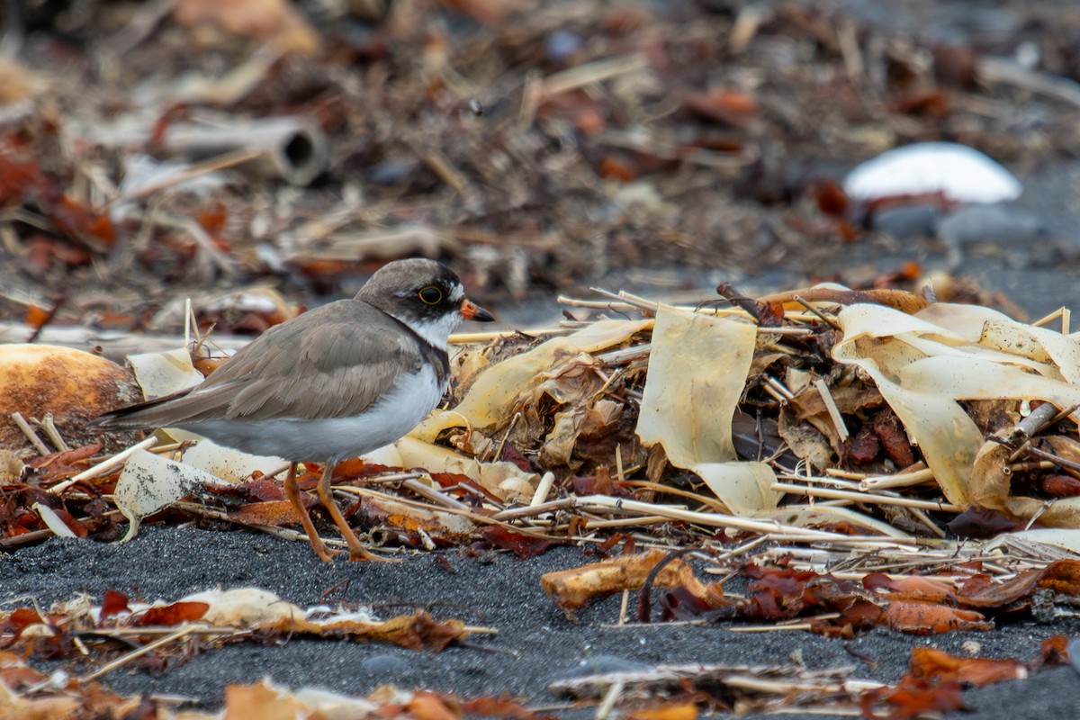 Semipalmated Plover - ML621201281