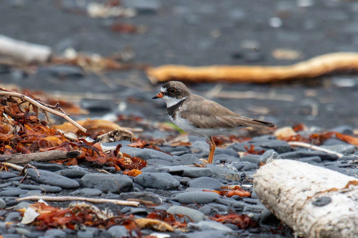 Semipalmated Plover - ML621201282