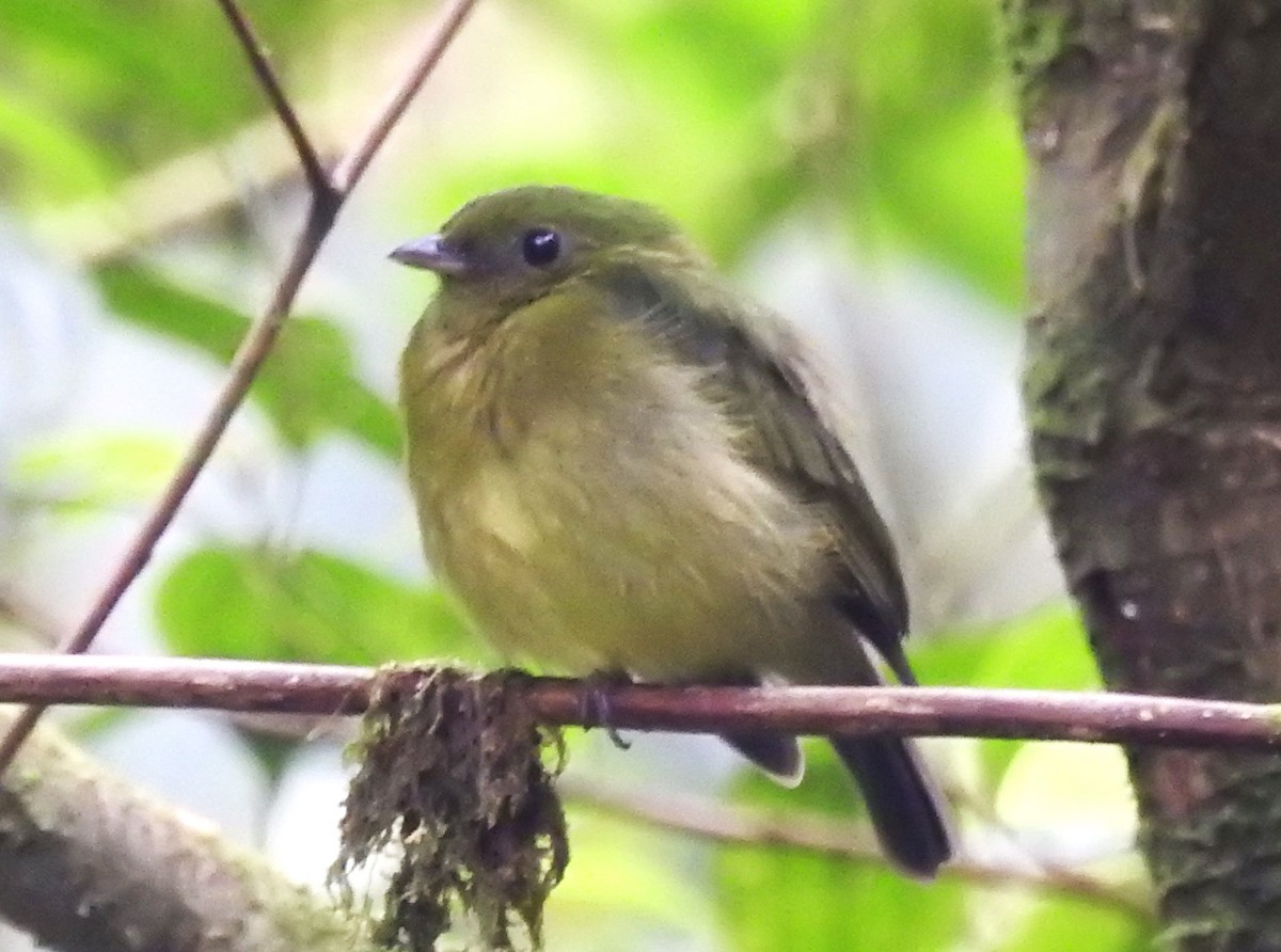 Yeşil Manakin - ML621201354