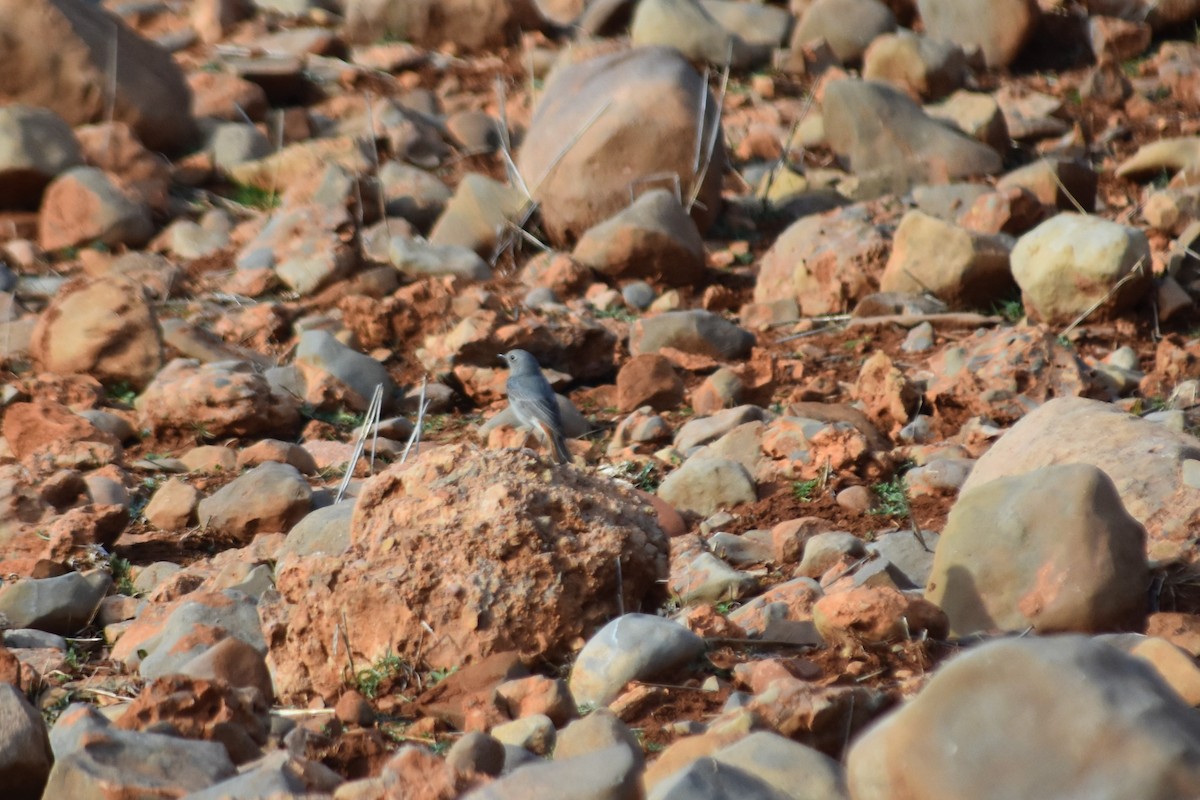 Черная горихвостка (gibraltariensis/aterrimus) - ML621201361
