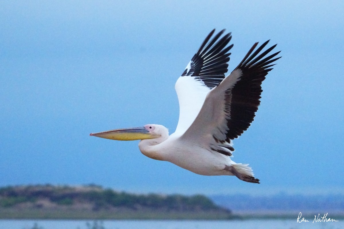 pelikán bílý - ML621201377
