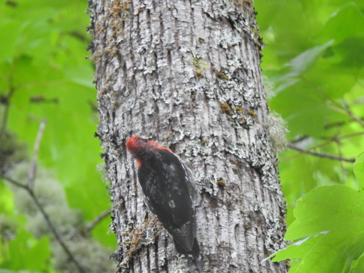Red-breasted Sapsucker - ML621201389