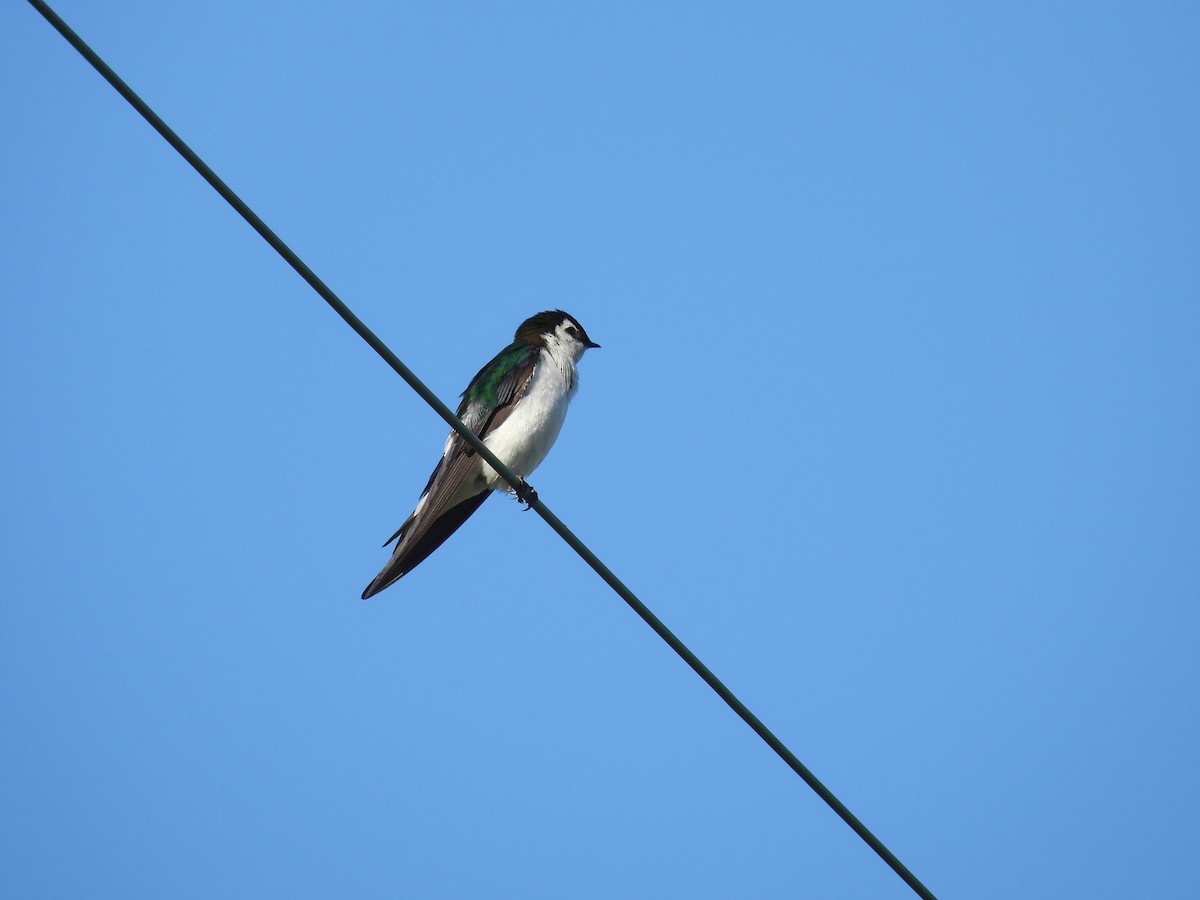 Violet-green Swallow - ML621201401