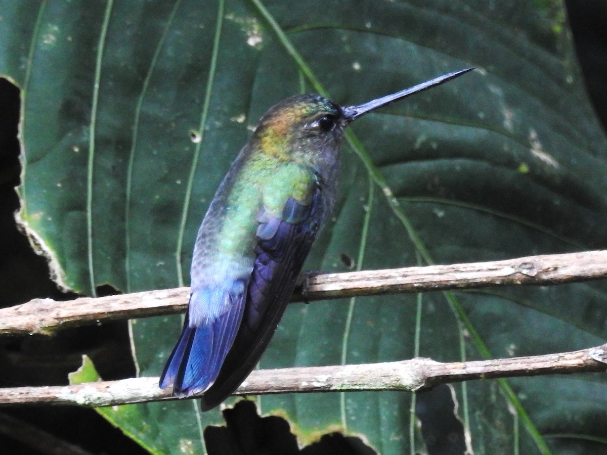 Colibrí Picolanza Menor - ML621201417