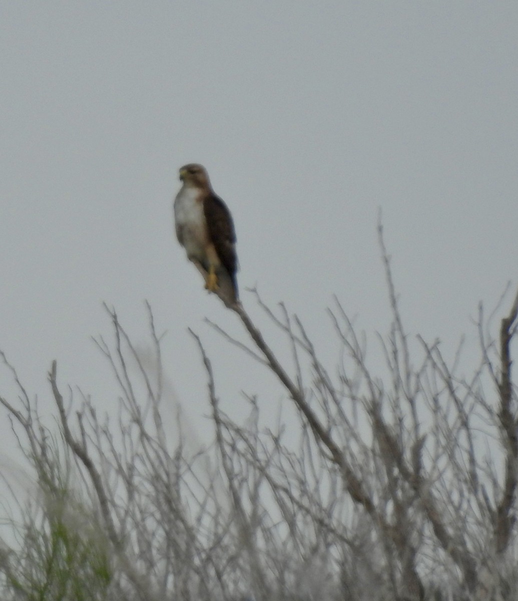 Red-tailed Hawk - ML621201433