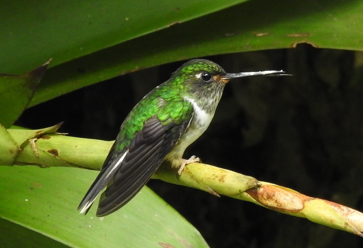 Colibrí Colipinto Ecuatoriano - ML621201437