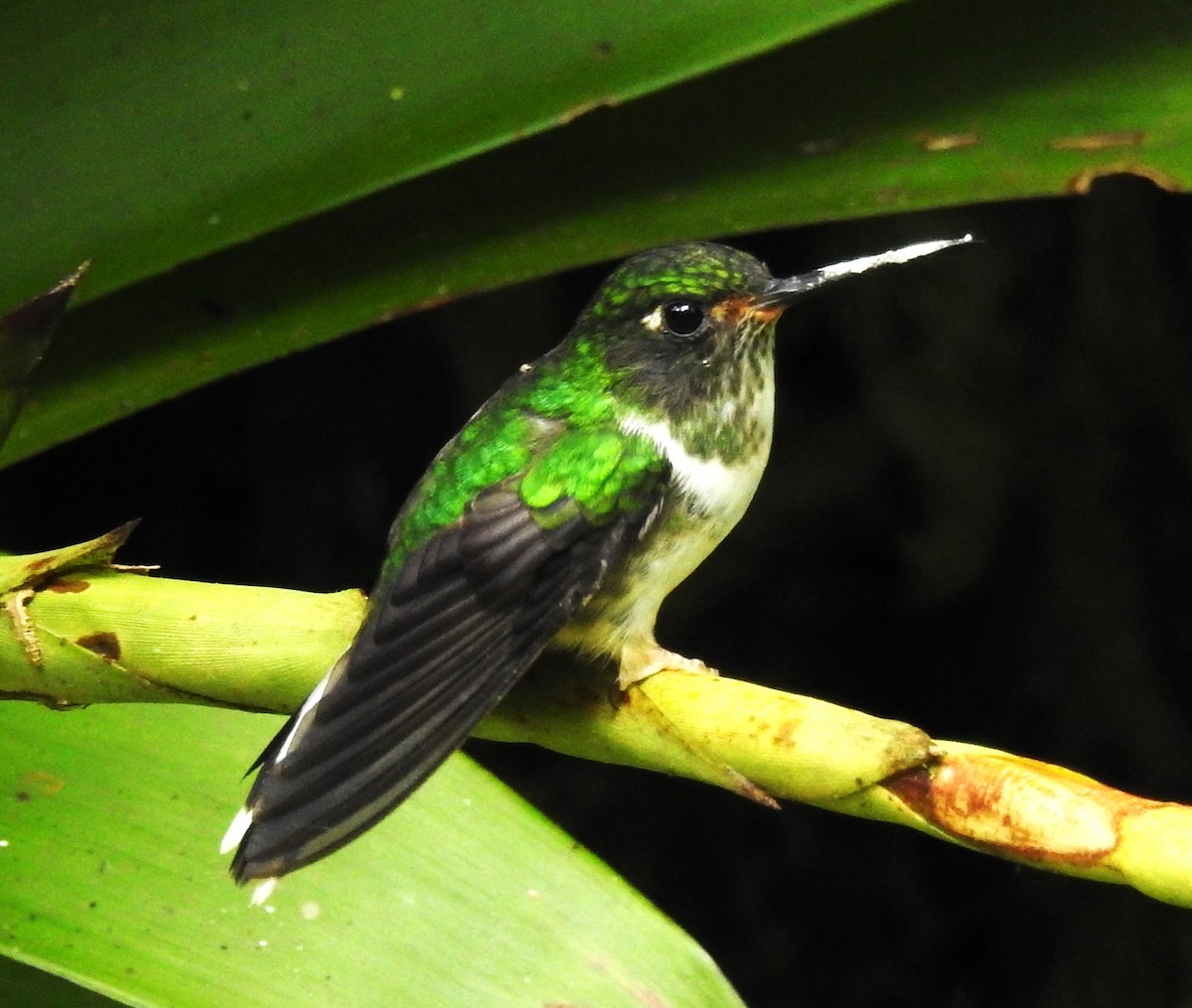 Colibrí Colipinto Ecuatoriano - ML621201438