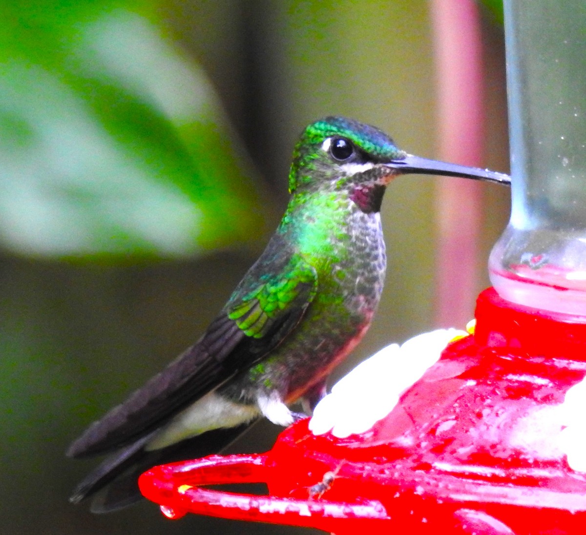 Pink-throated Brilliant - ML621201474