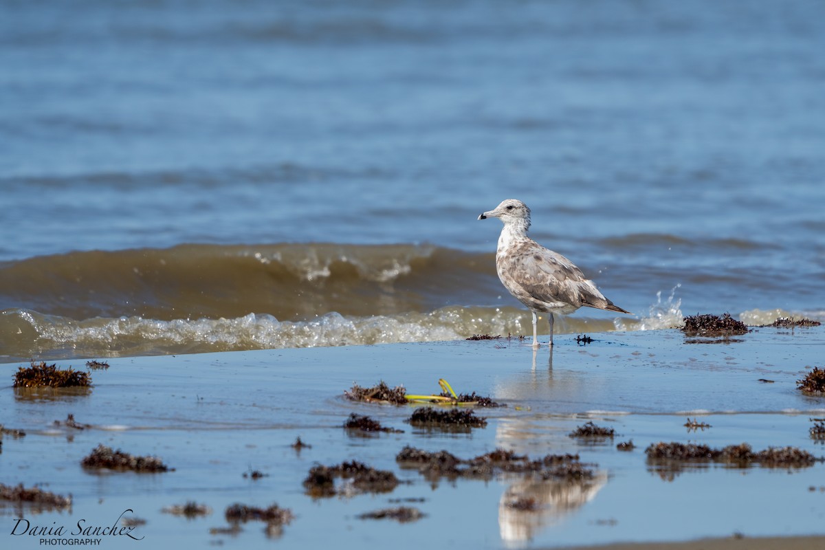 California Gull - ML621201485