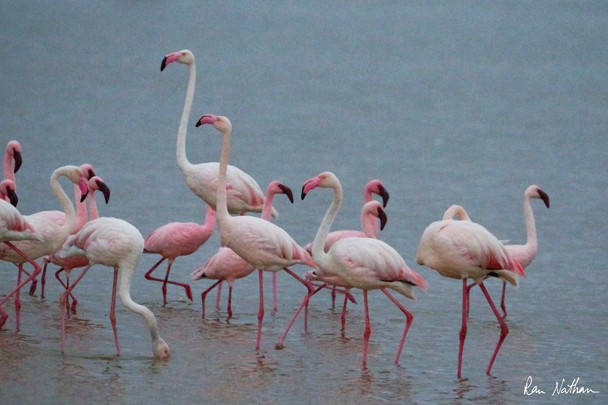 Greater Flamingo - ML621201508