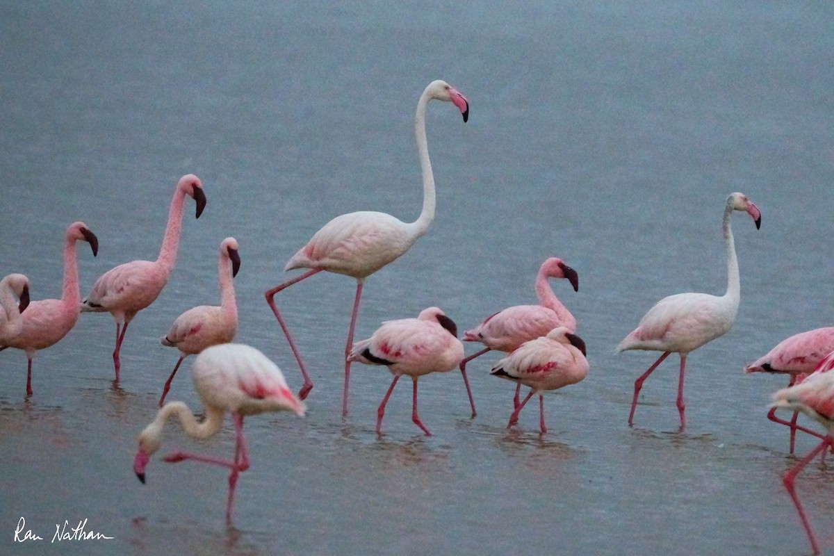 Greater Flamingo - ML621201515