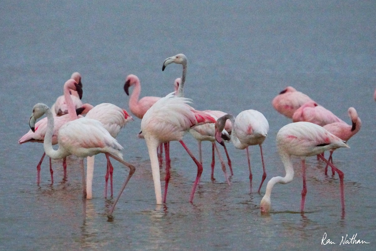 Greater Flamingo - ML621201519
