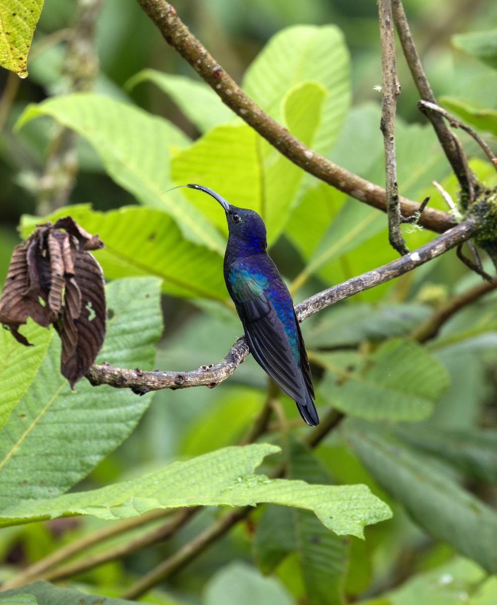 kolibřík fialkový - ML621201543