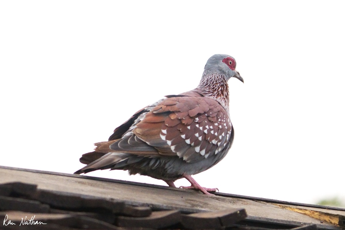 Pigeon roussard - ML621201562