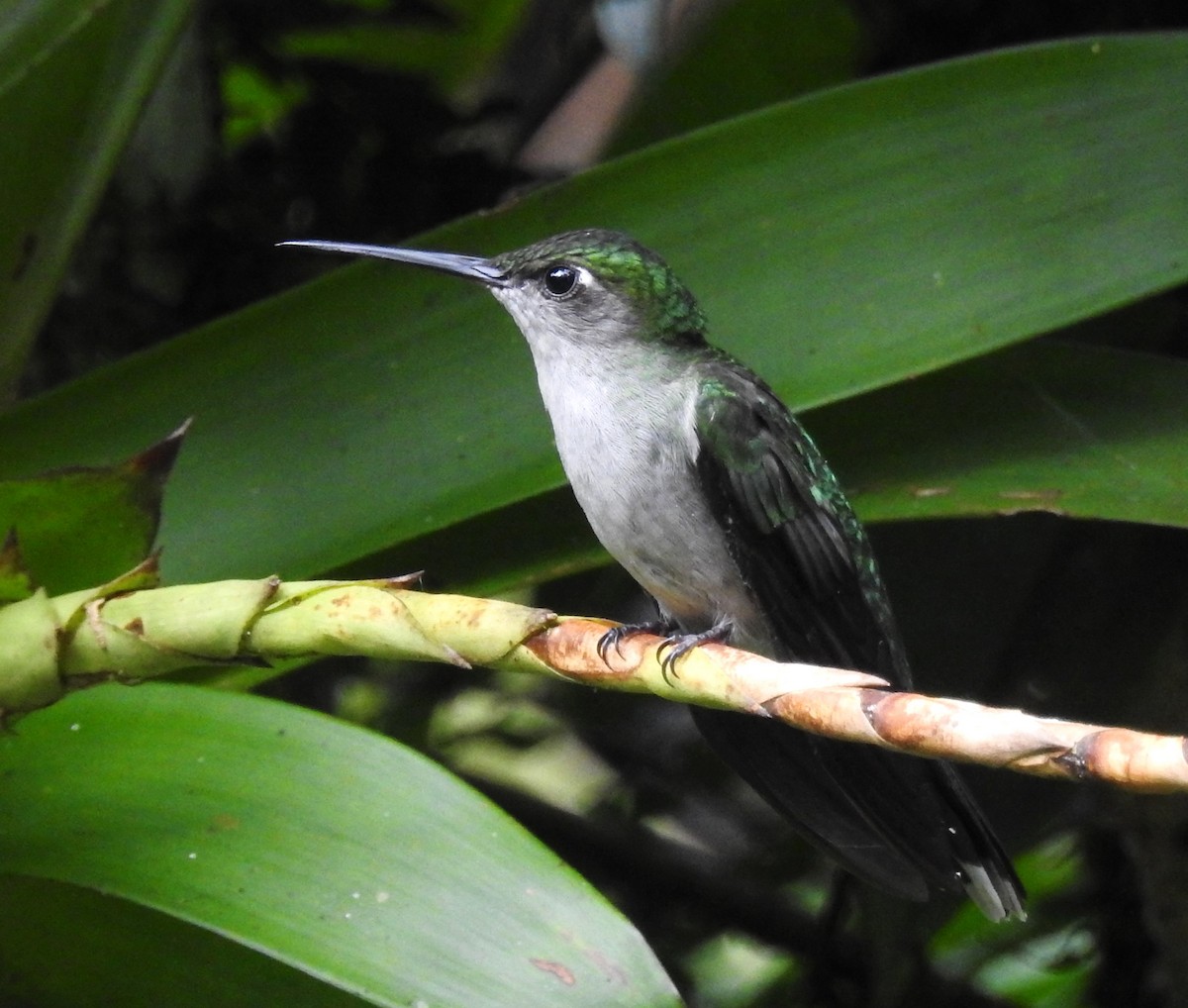 kolibřík šedoprsý - ML621201565