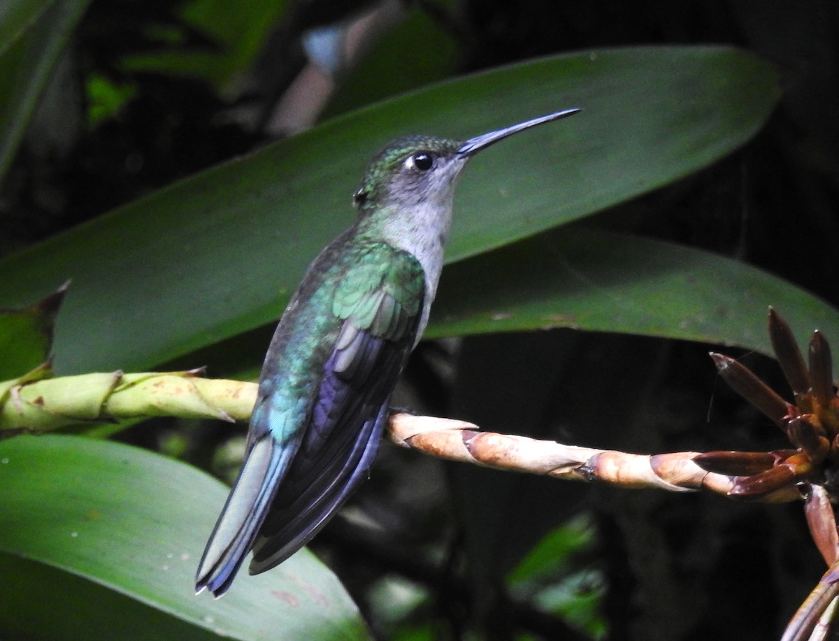 kolibřík šedoprsý - ML621201566