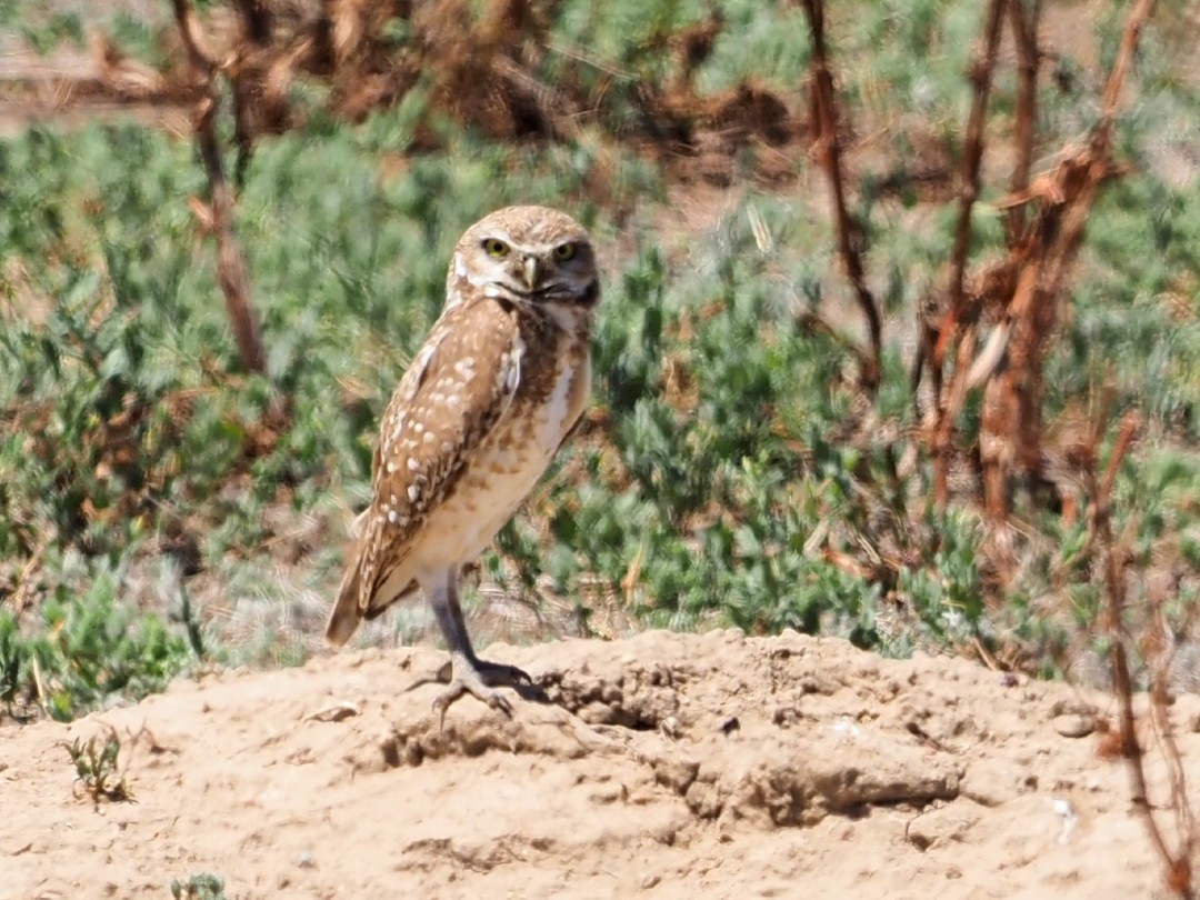 Burrowing Owl - ML621201569