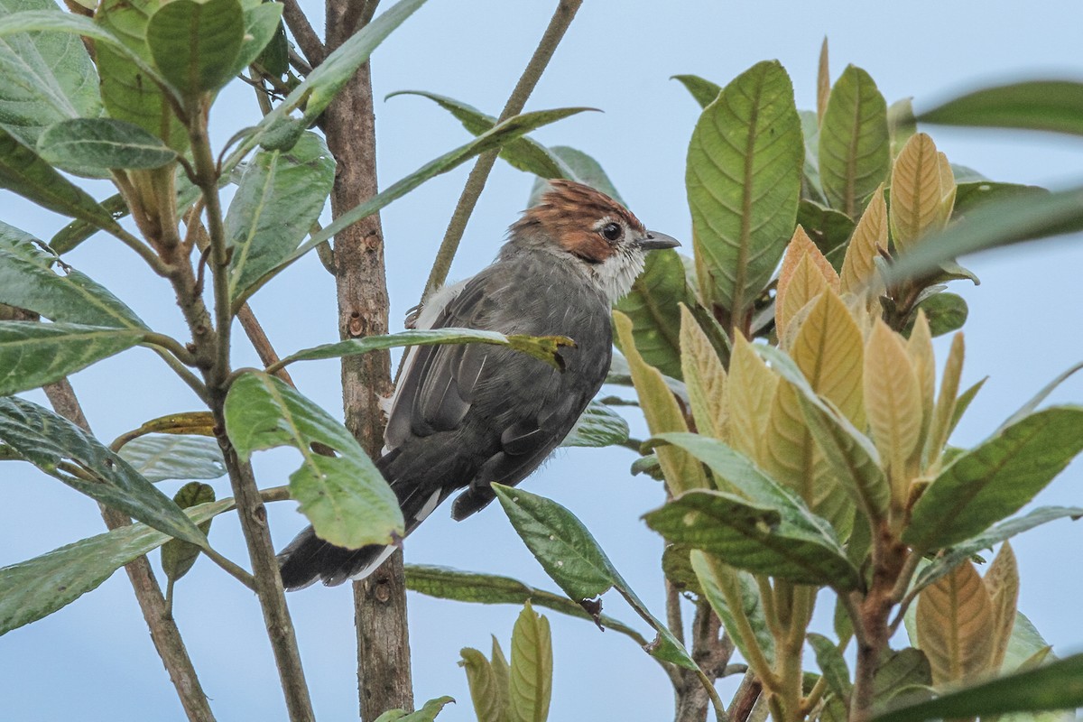 Chestnut-crested Yuhina - ML621201582