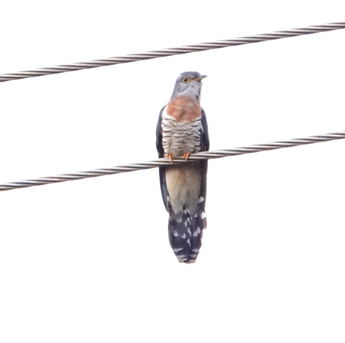 Red-chested Cuckoo - ML621201599