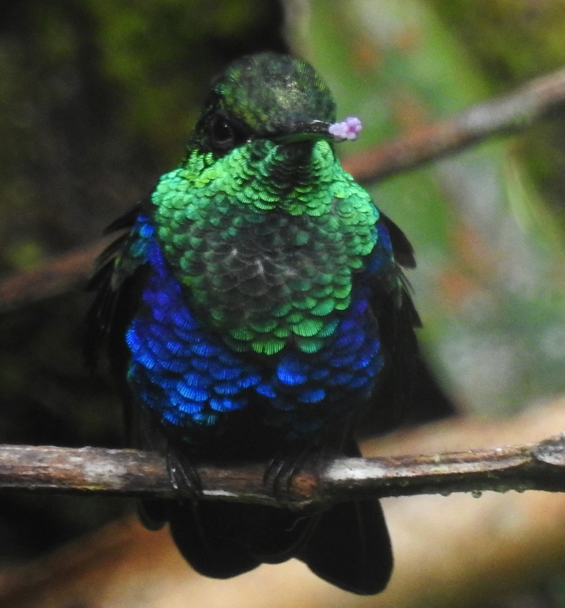 kolibřík nymfový - ML621201621