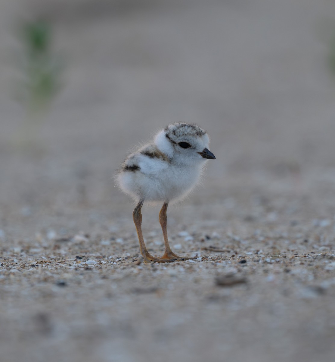 Piping Plover - ML621201636