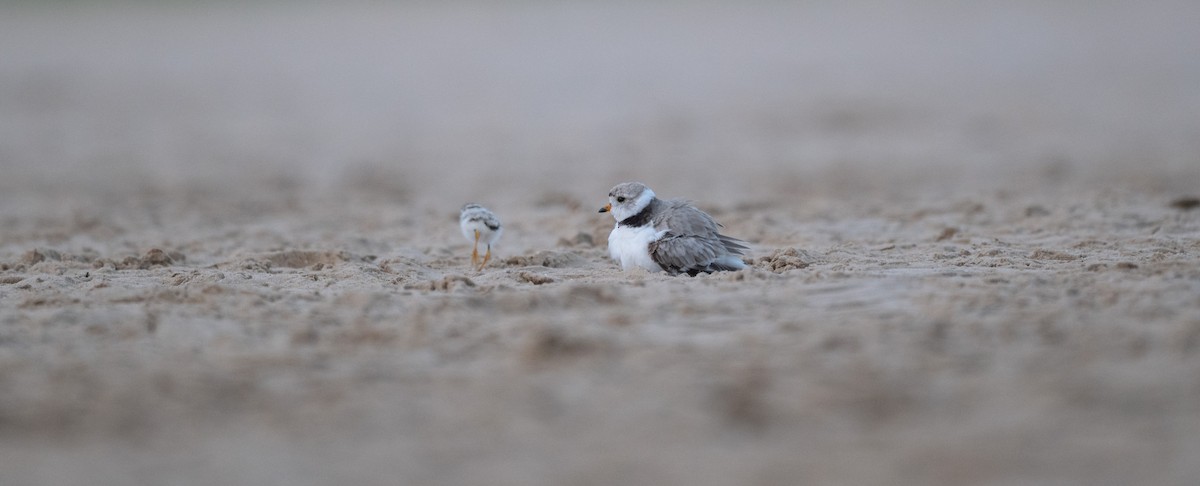 Piping Plover - ML621201637