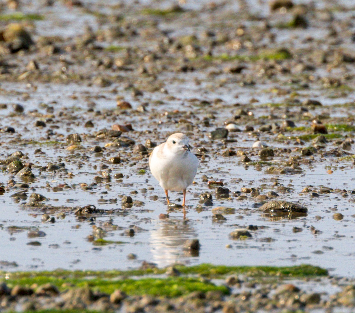 Piping Plover - ML621201648