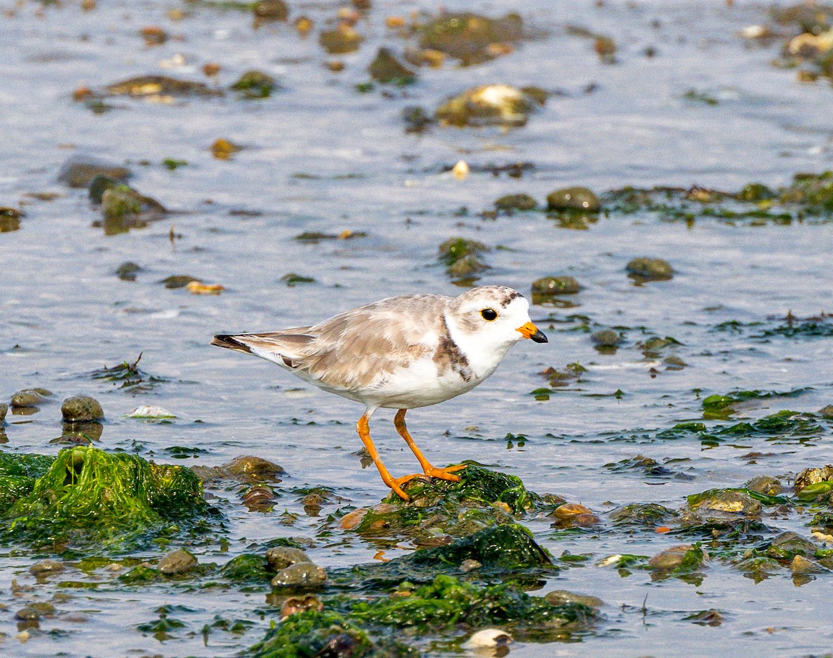Piping Plover - ML621201649
