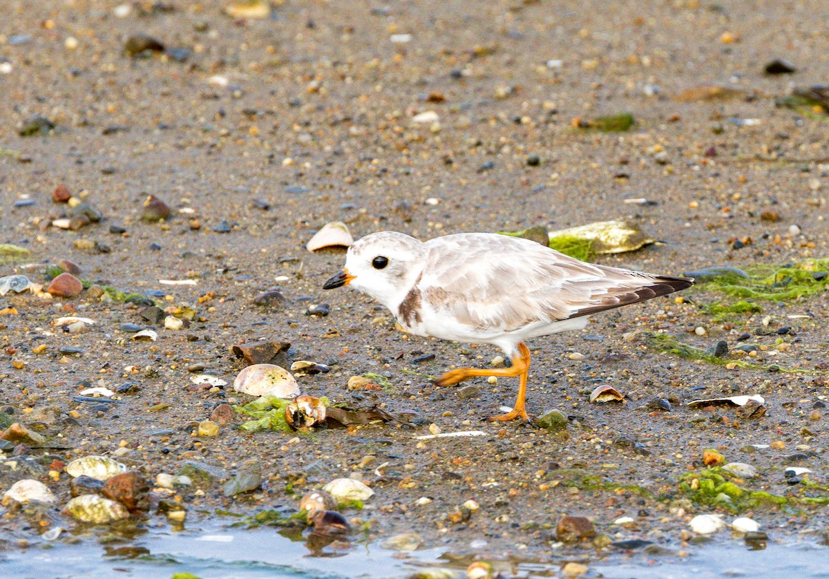 Piping Plover - ML621201650