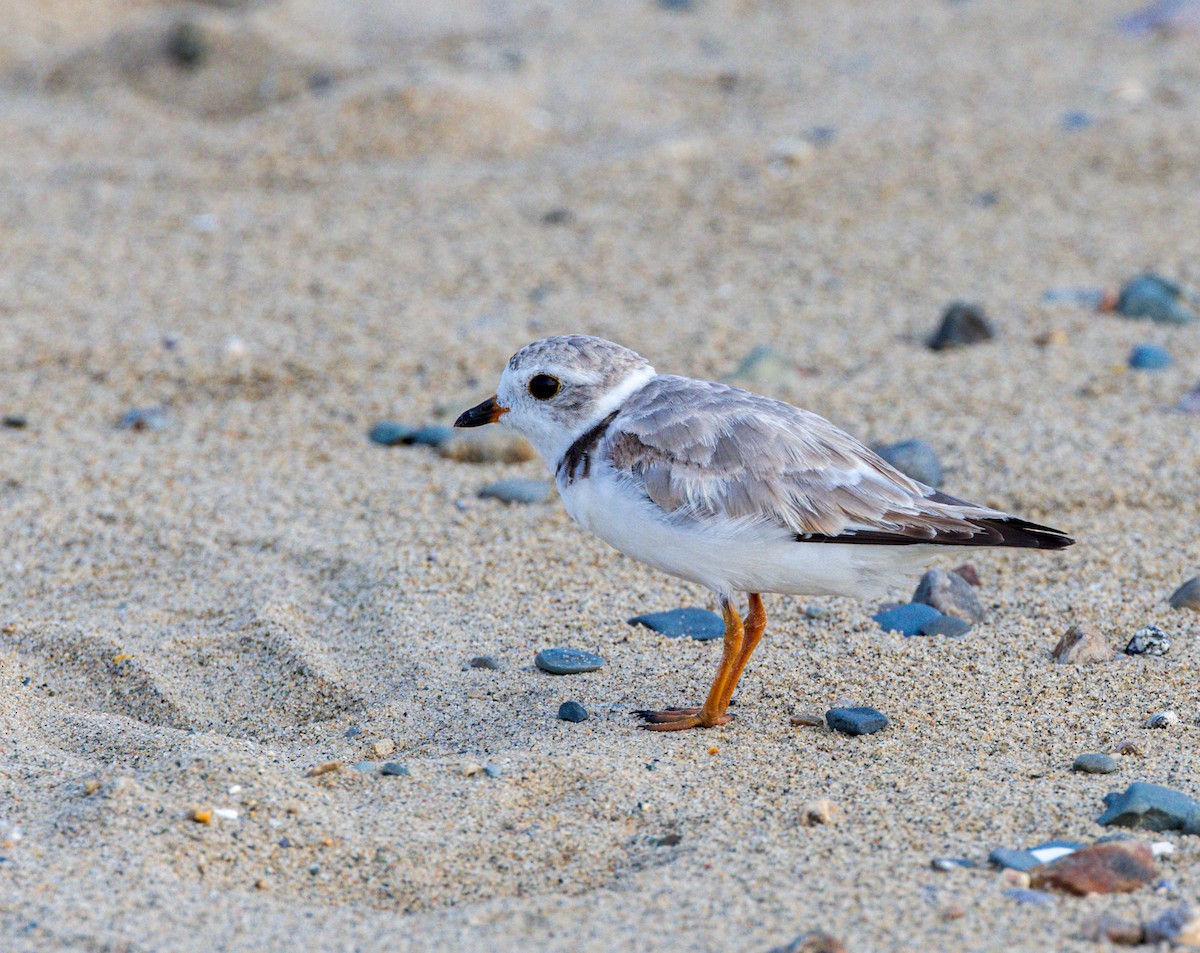 Piping Plover - ML621201651