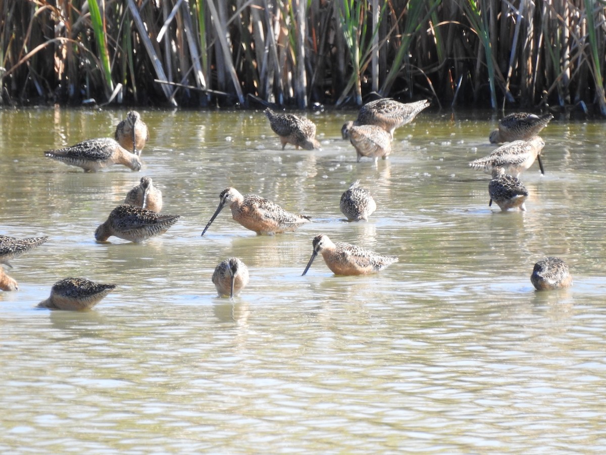 Long-billed Dowitcher - ML621201658
