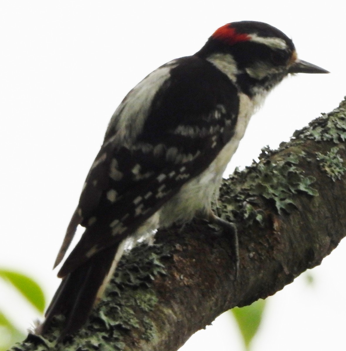 Downy Woodpecker - ML621201666