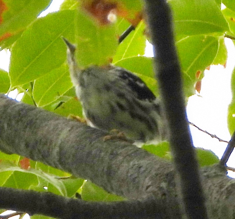 Black-and-white Warbler - ML621201671