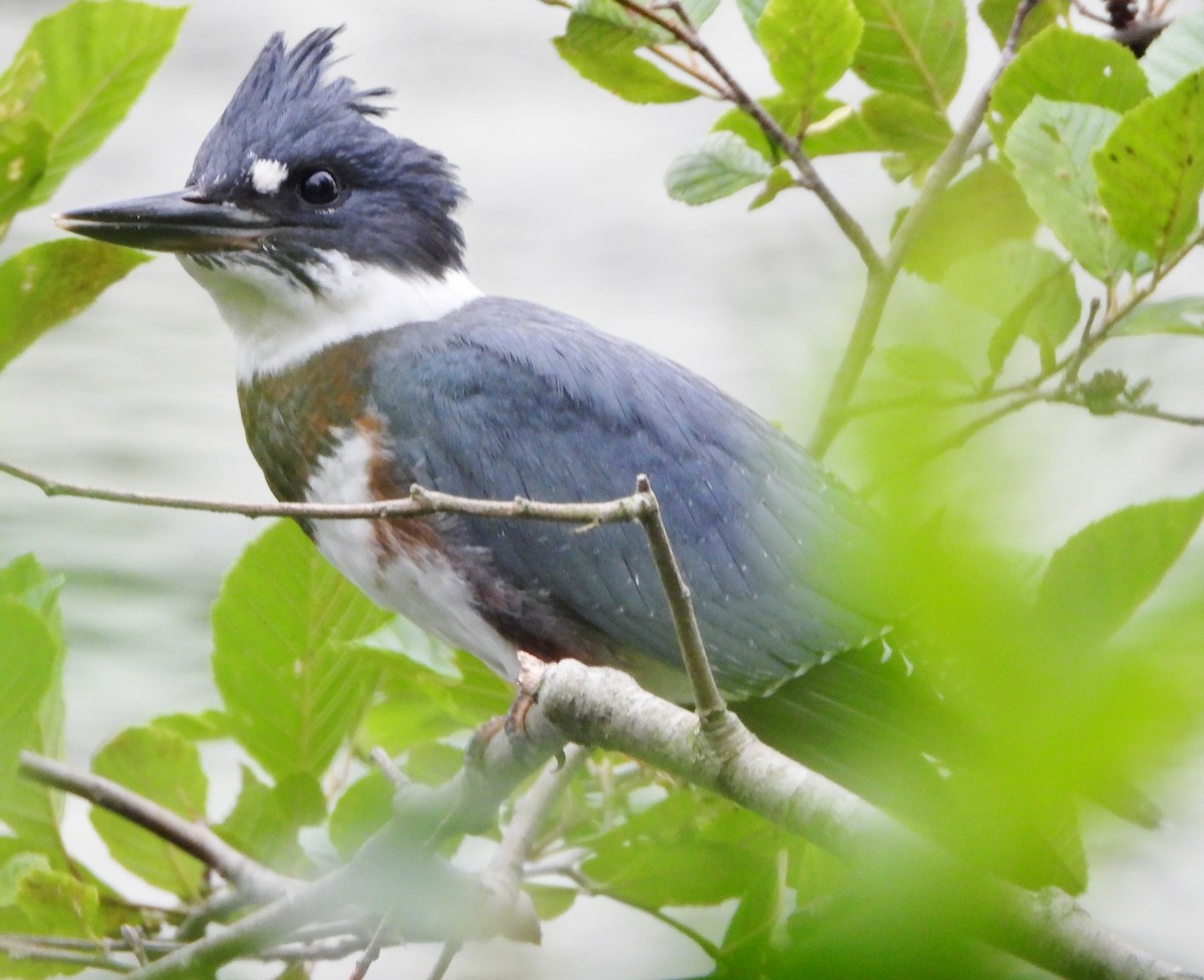 Belted Kingfisher - ML621201689