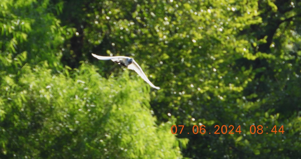 holub skalní (domácí) - ML621201693