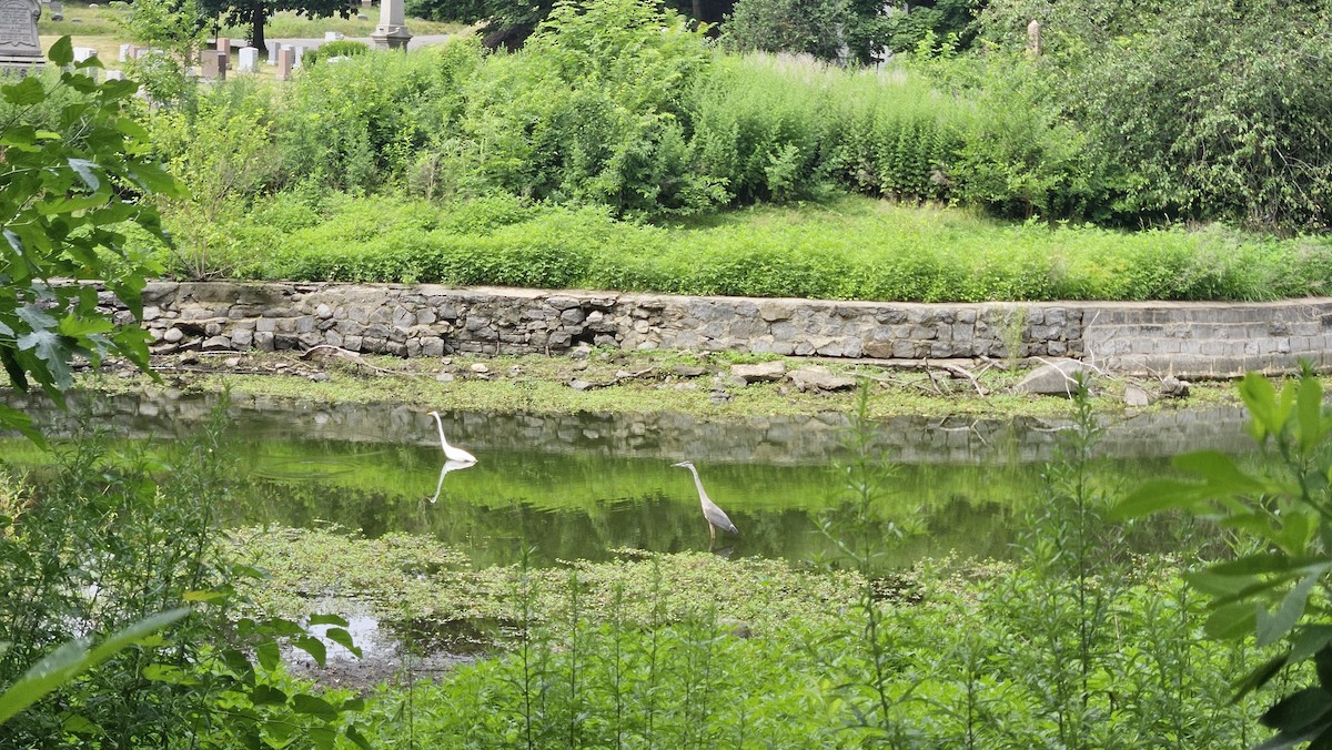 Great Egret - ML621201705
