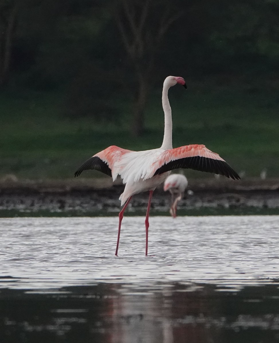 Greater Flamingo - ML621201732