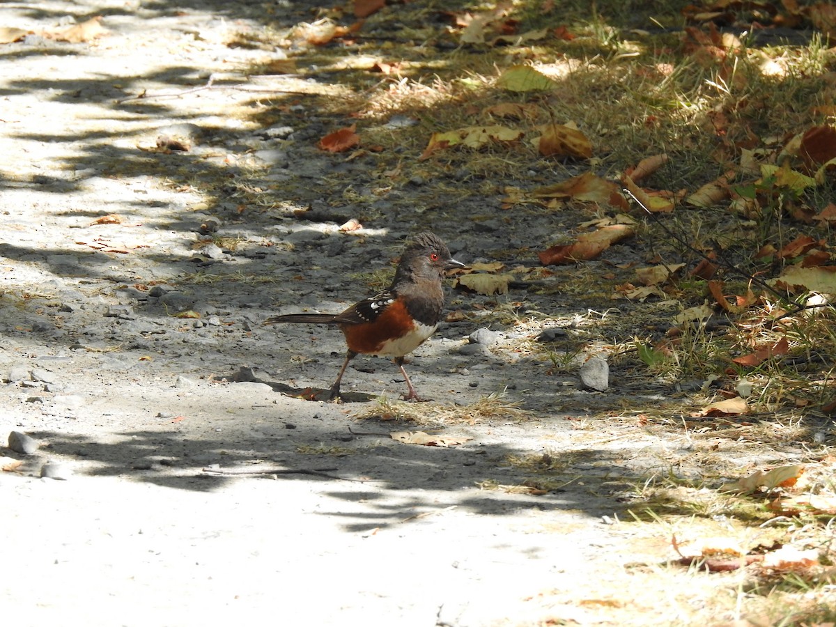 Spotted Towhee - ML621201735
