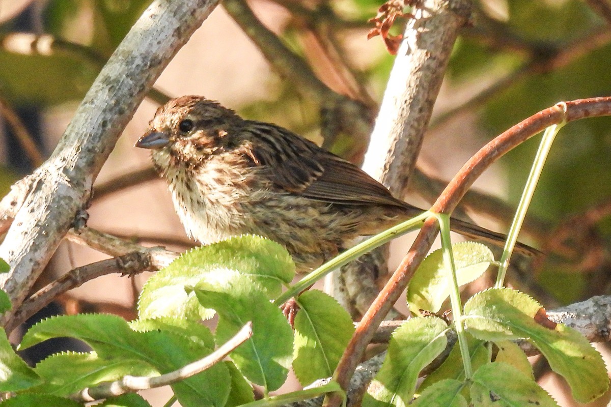 Savannah Sparrow - ML621201761