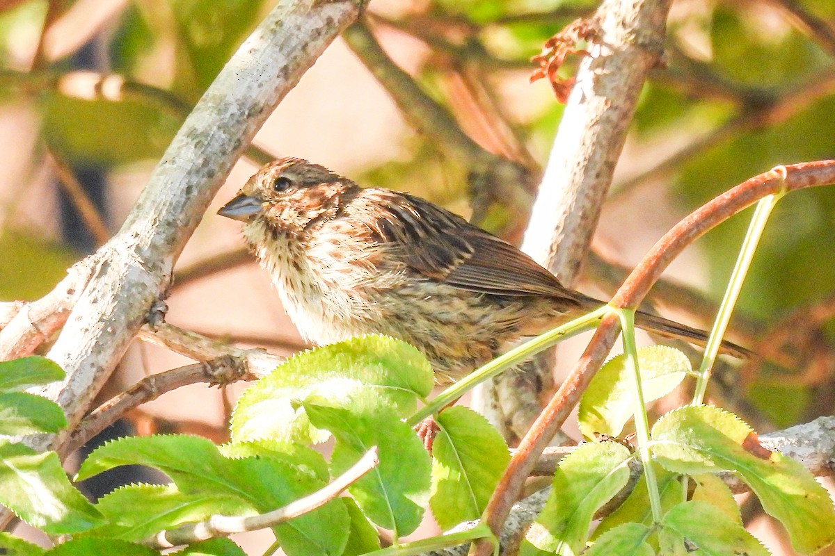 Savannah Sparrow - ML621201762