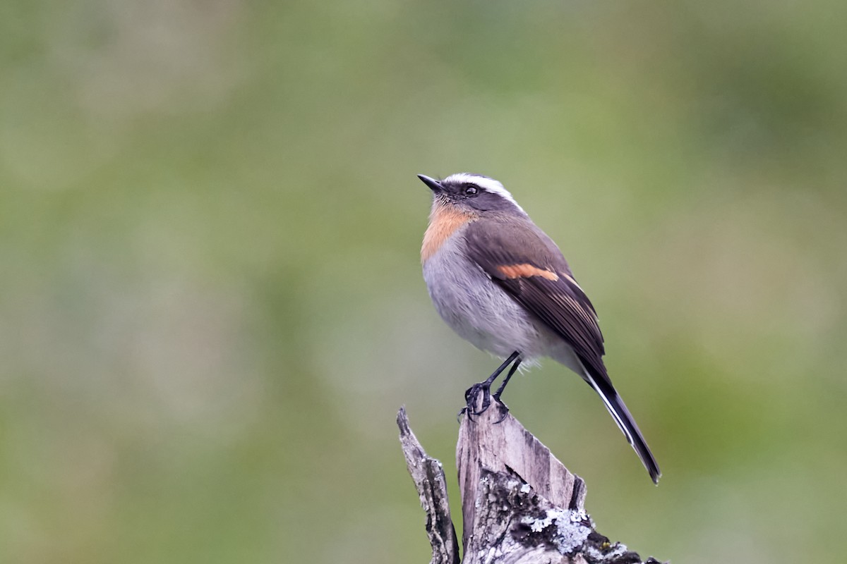 Rufous-breasted Chat-Tyrant - ML621201792