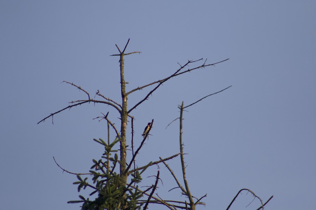 Red-headed Woodpecker - ML621201801