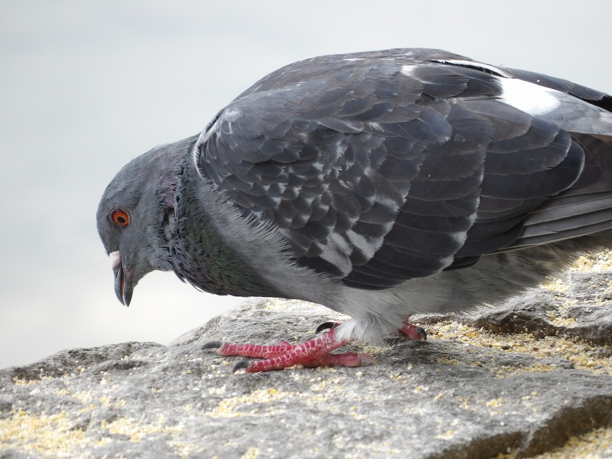 Rock Pigeon (Feral Pigeon) - ML621201815