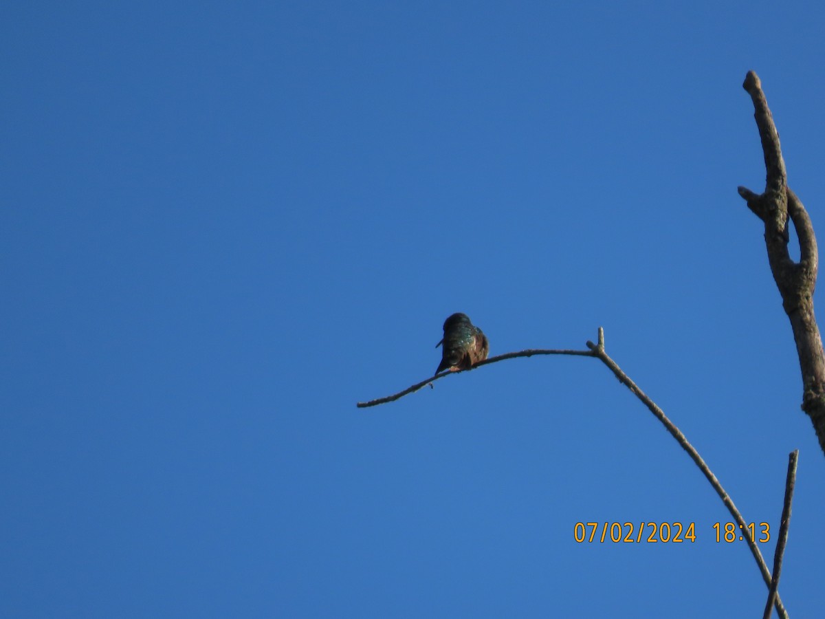 Yakut Boğazlı Kolibri - ML621201820